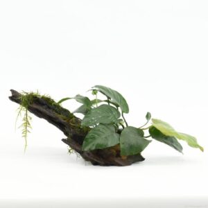 91597 Hout Driftwood small met anubias 20171221155412