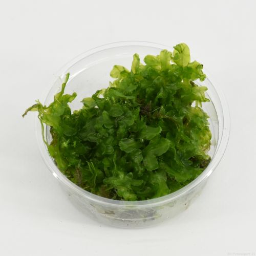 91648 CUP Monosolenium pelia 20180131150003