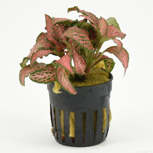 93477 POT Fittonia Forrest Flame SB